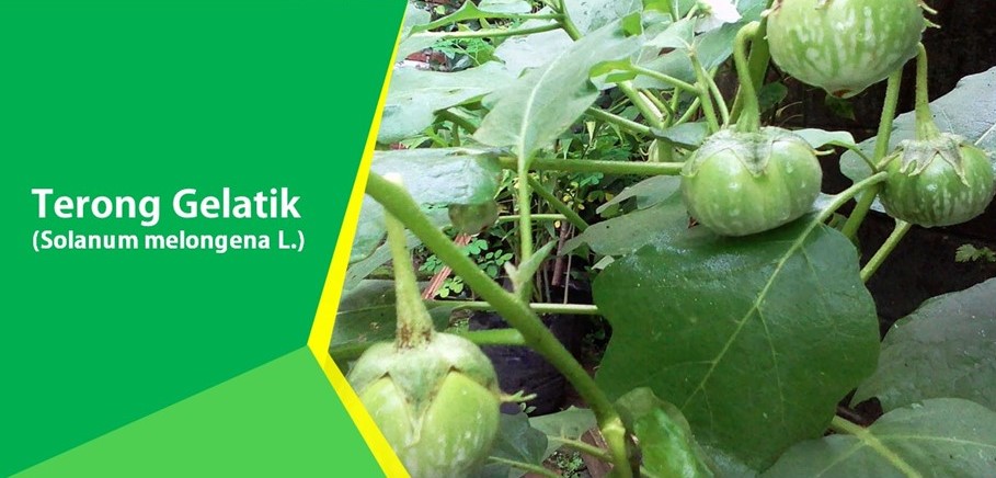 Terong Gelatik Mencegah Osteoporosis Terong Gelatik Mencegah Osteoporosis